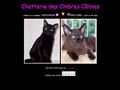 Chatterie des Ombres Câlines