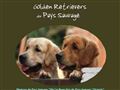 Golden Retriever du Pays Sauvage