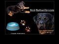 chiots rottweilers