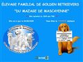 Golden Retriever Du Mazage de Mascayenne