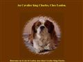 Au cavalier king charles