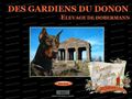 Elevage de Dobermann : les Gardiens du Donon