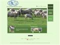Elevage-Mouton-Charollais-Trapeaux à St Aghathe La Bouteresse (42)