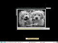 Elevage Golden Retriever de l'Hubac de Gaget