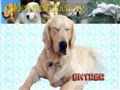 Chiens Golden Retriever