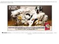 chien et chiot votre cour en DVD