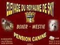 Elevage de Boxer du Royaume de Sky