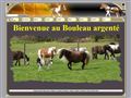 CHEVAUX MINIATURES AMERICAINS