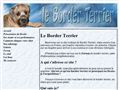 border terrier