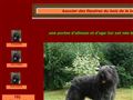 bouvier des flandres du bois de la brique