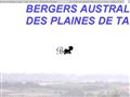 bergers australiens des plaines de tavel