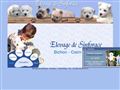 Elevage de Sinforace - Elevage canin - Bichons, Cairns, Westies - Auberge Canine et fline des perrea