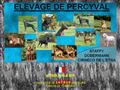 Elevage de Percyval