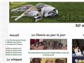 Les Whippets du Chawia : élevage de whippets