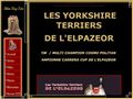 Les yorkshire terrier de l'elpazeor