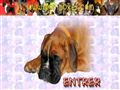 Mon boxer - Le chien boxer