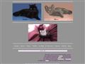 My Cats : Chat des Chartreux