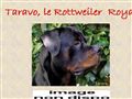 Taravo le rottweiler royal